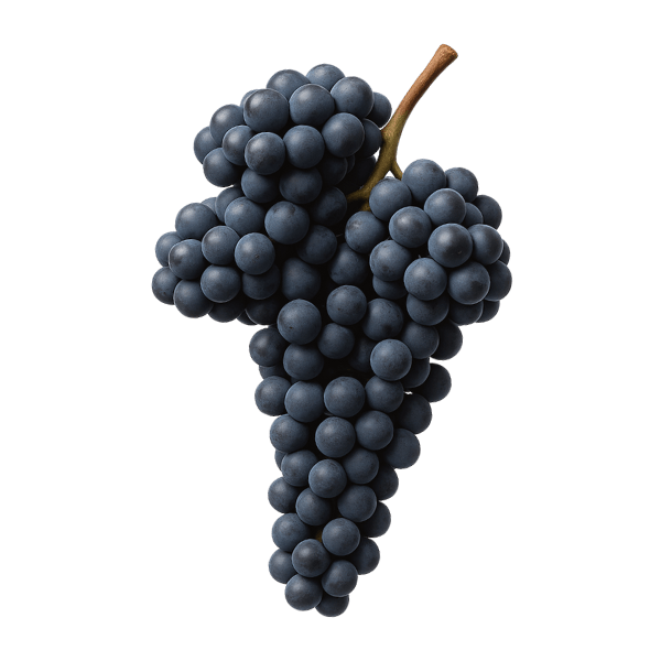 Cabernet Sauvignon