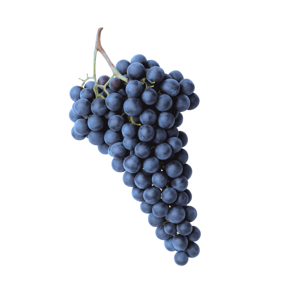 Merlot