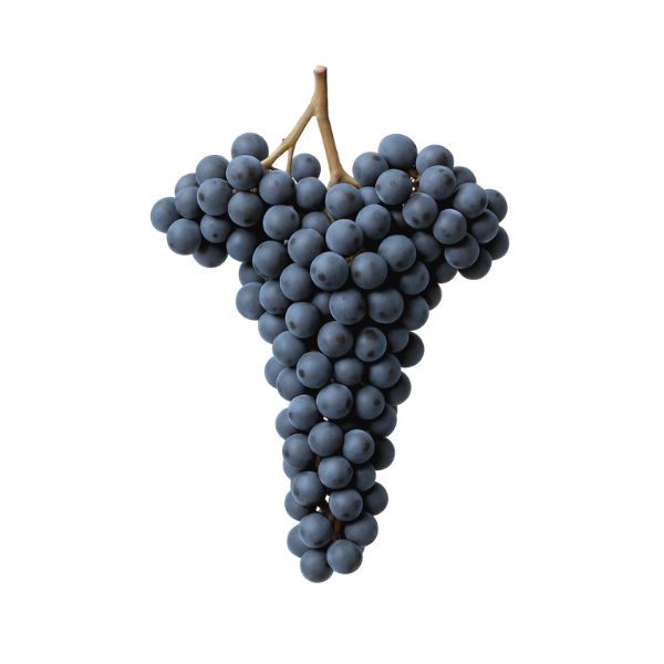 Modrý Portugal / Blauer Portugieser