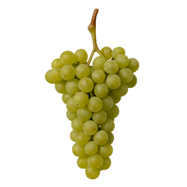 Müller Thurgau