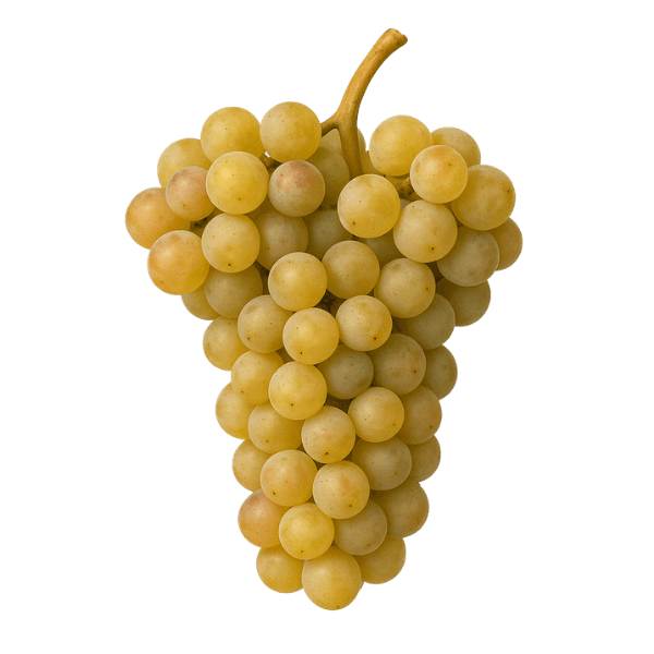 Veltlínské zelené