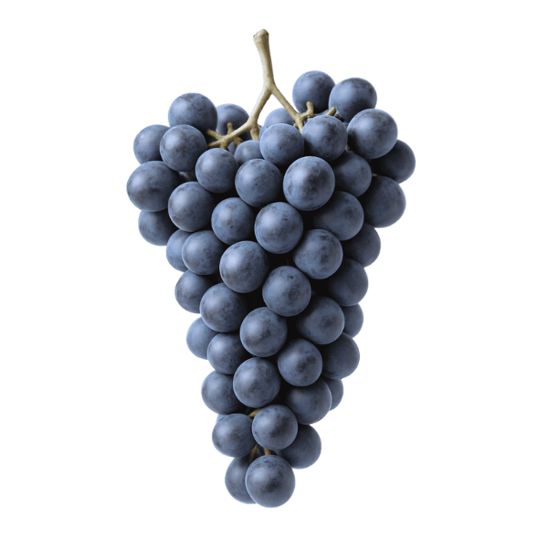 Rulandské modré / Pinot Noir