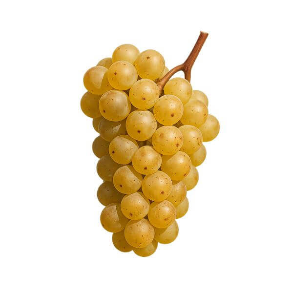 Ryzlink rýnský