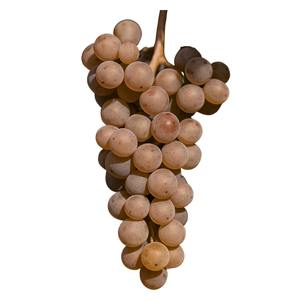 Sauvignon gris