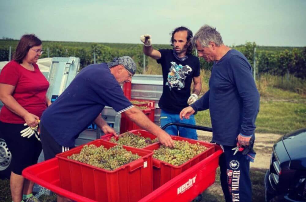 Vinařství Martin Vajčner - Rodina Vajčnerů při vinobraní